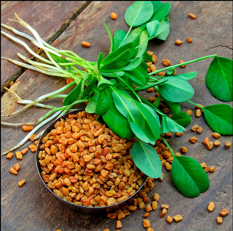 Fenugreek Seed